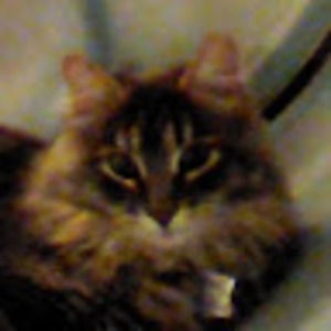 Meet your Posher, Timothy